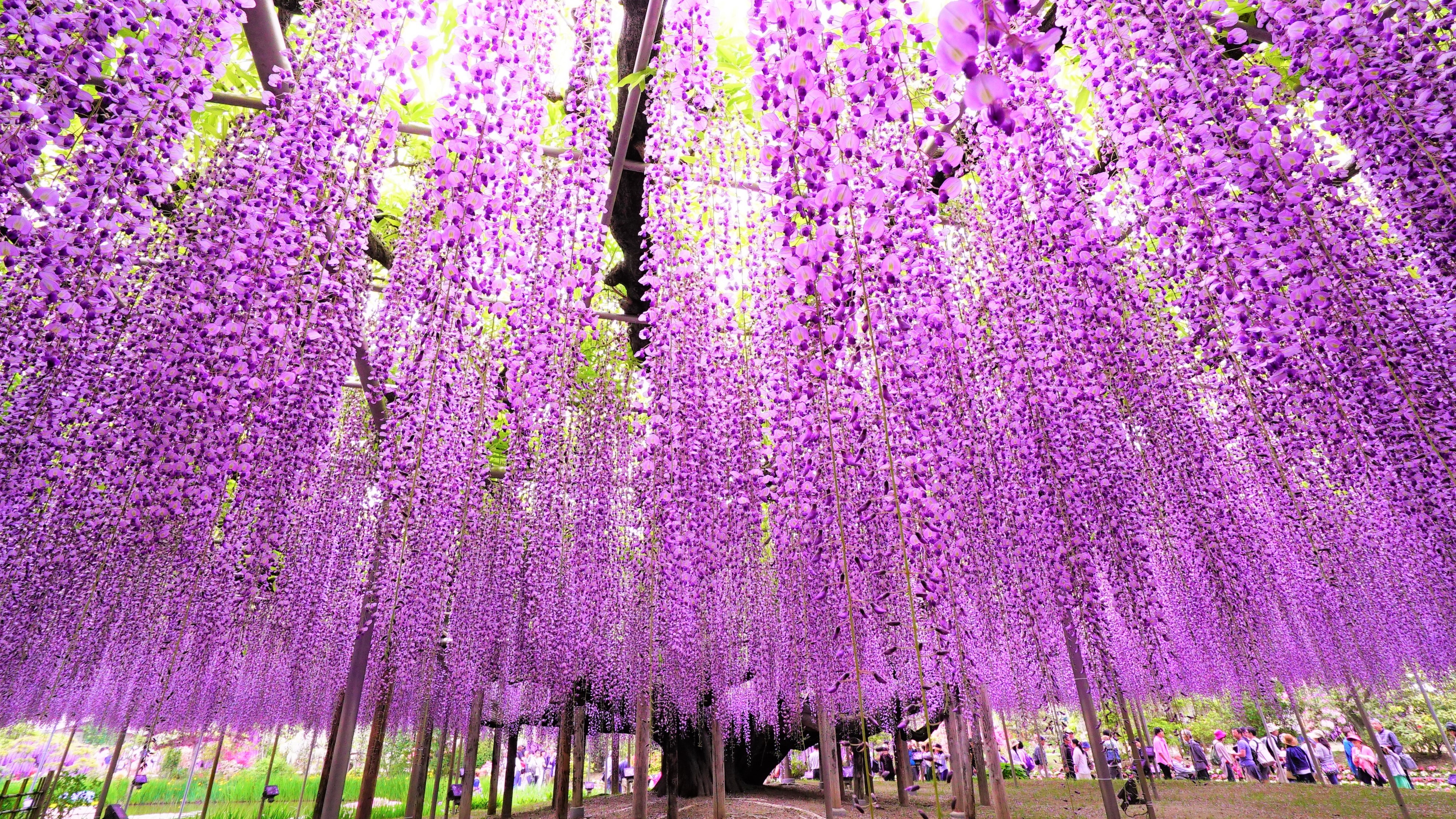 すべての美しい花の画像 最新ライラック 日本 語